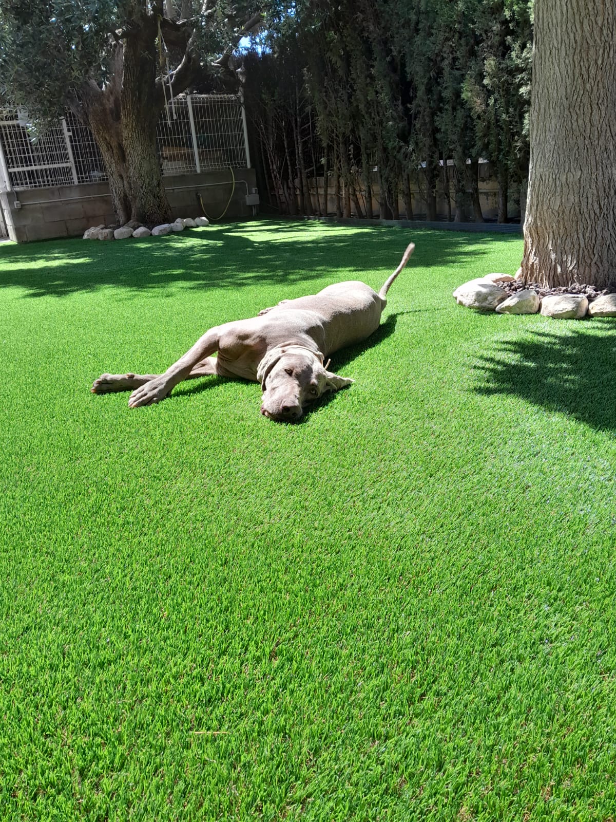 Jardín de césped artificial con perro